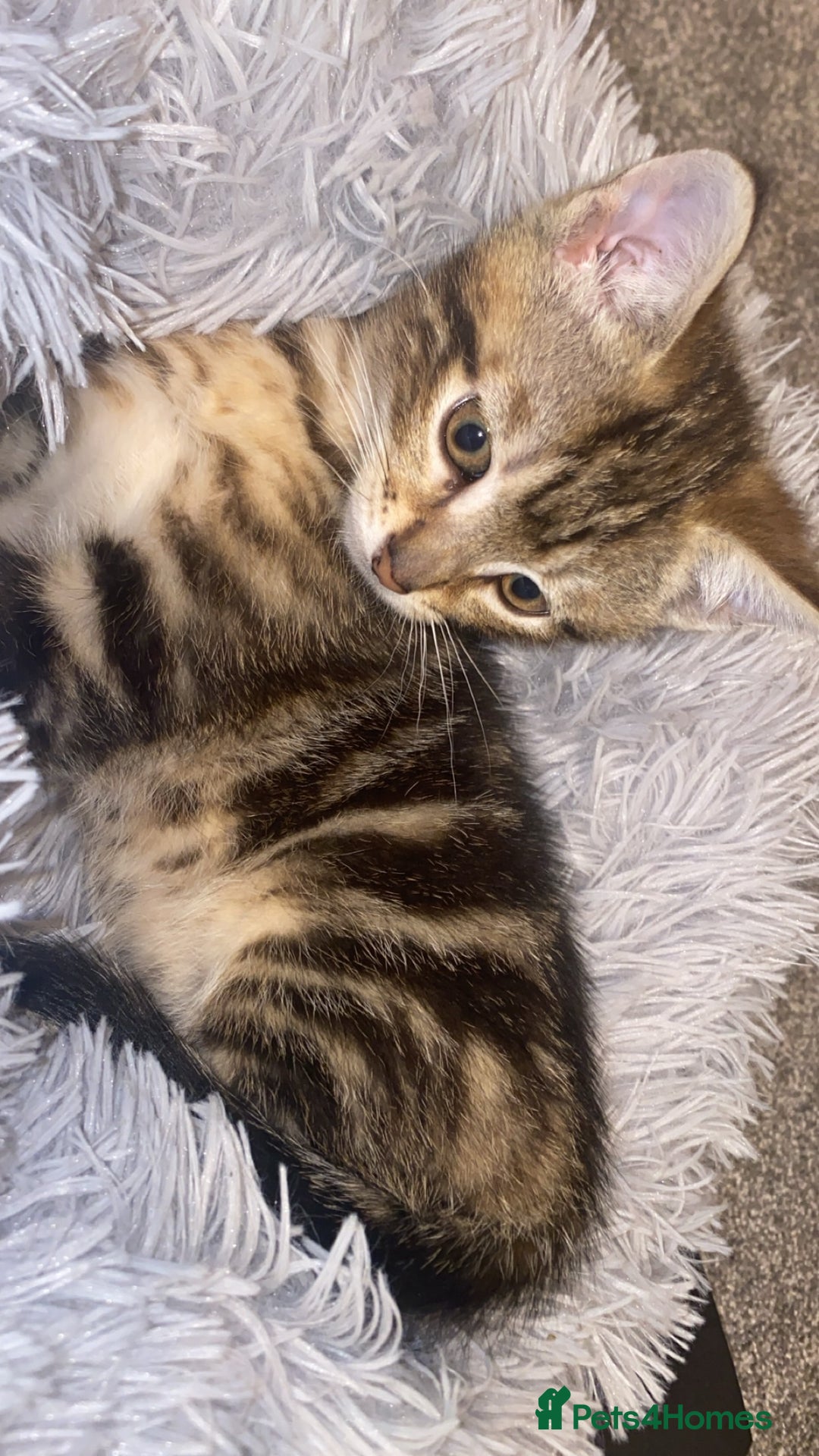 Mixed Breed cats for sale: Cute Brown kitten - Advert 6