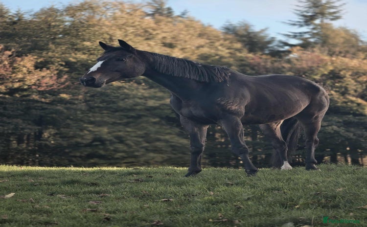 English Thoroughbred horses - Advert 1