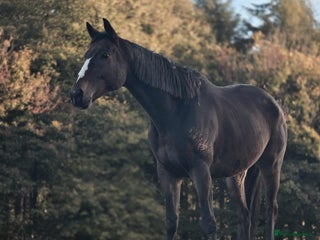 English Thoroughbred horses - Advert 1