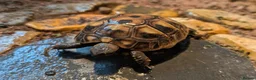 Tortoise reptiles for sale: Hermans Tortoise Hatchlings in Hertford - Advert 1