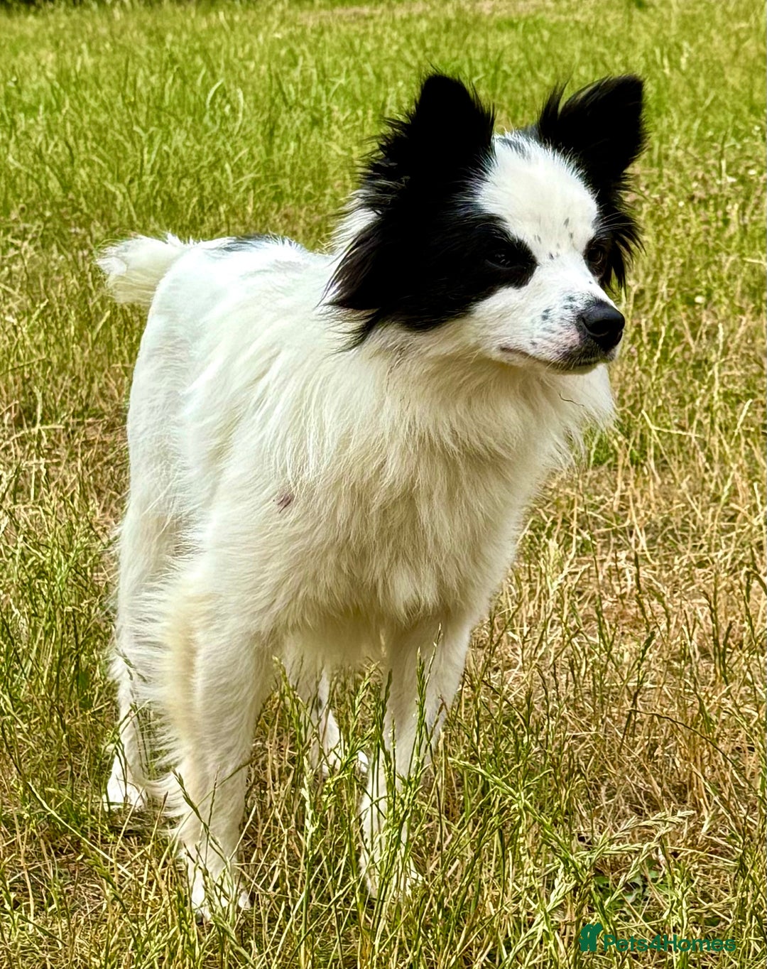 Chihuahua dogs for adoption: Toffy in West Malling - Image 20