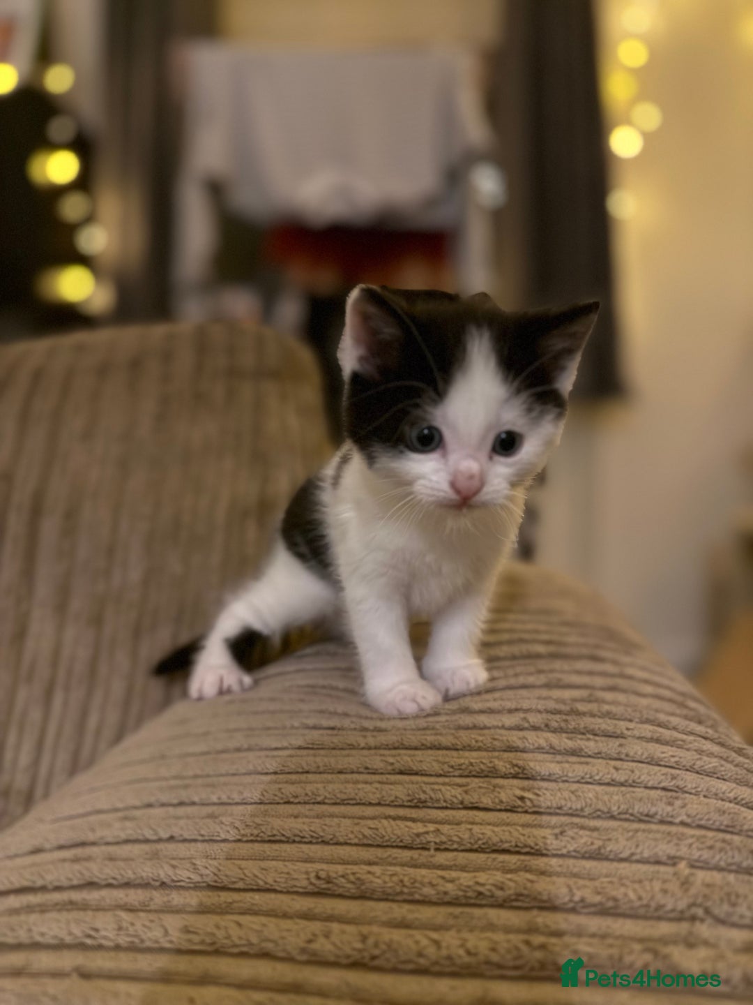 Mixed Breed cats for sale: Two beautiful kittens - Advert 4