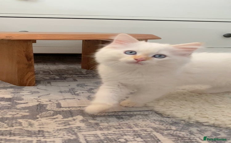 Ragdoll cats - Advert 1