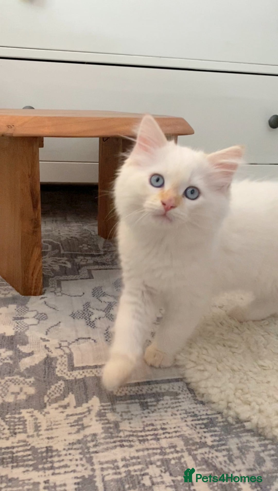 Ragdoll cats for sale: The Brave Little Prince - Image 1
