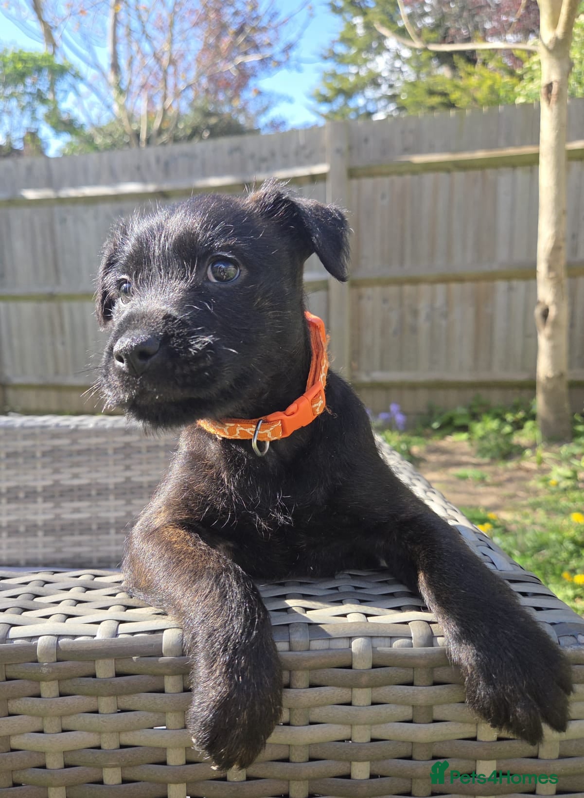 Mixed Breed dogs KC Blue staff X KC Irish terrier puppies  - Advert 2