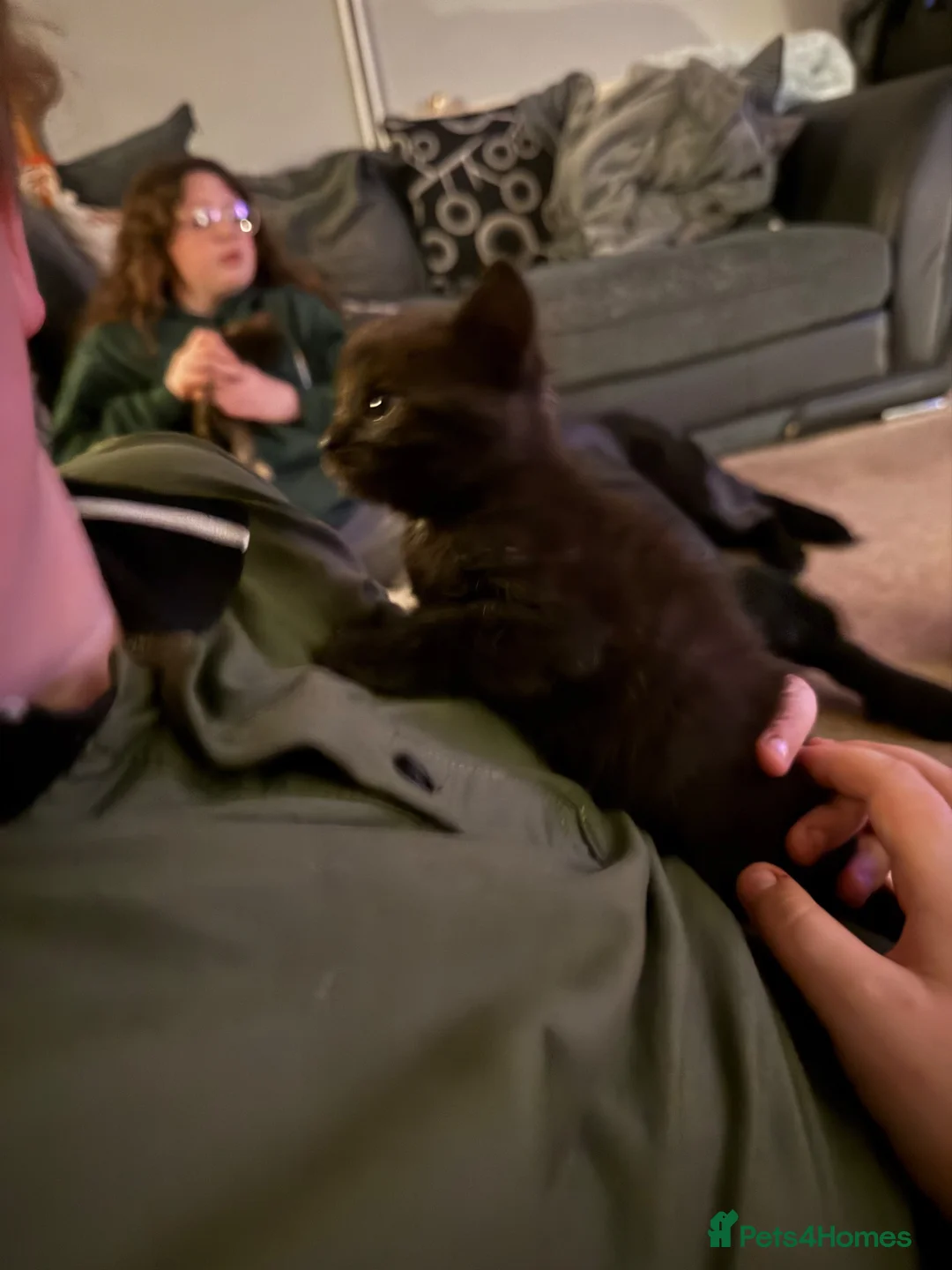 Mixed Breed cats for sale: 8 kittens for sale  in Ashford - Advert 18