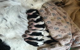 Sprocker dogs for sale: Black and white Sprockers looking for homes  - Image 16