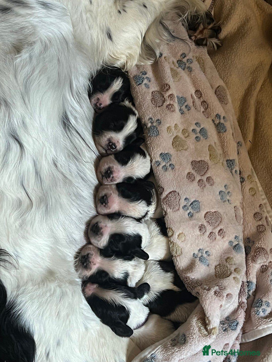 Sprocker dogs for sale: Black and white Sprockers looking for homes  - Image 16