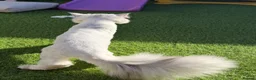 Persian cats for sale: Male Persian cat  in Sunderland - Advert 3