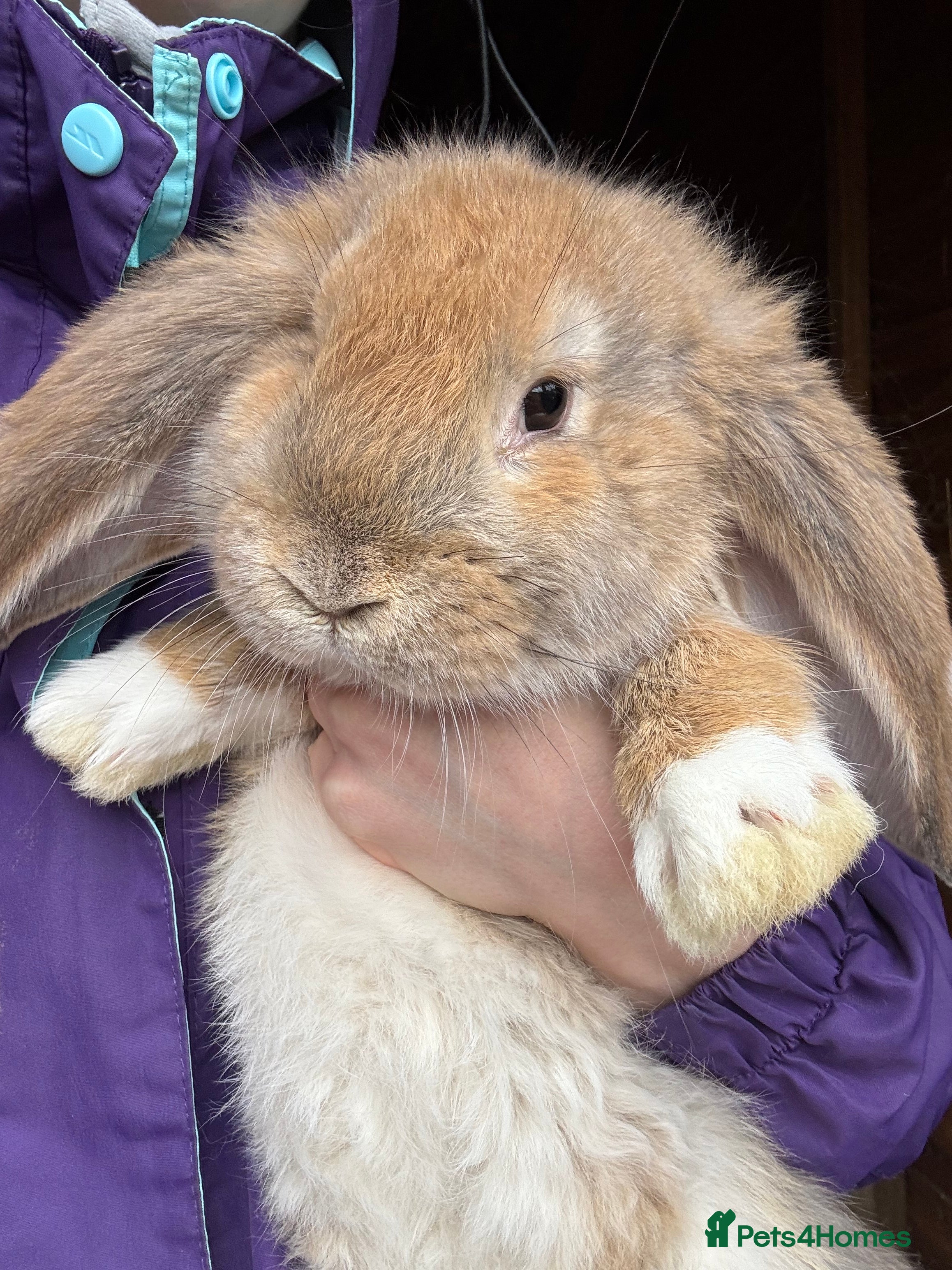 French Lop rabbits Ready Now 💛🤎🧡 French Lop Babies - Advert 4