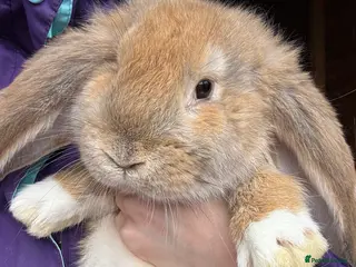 French Lop rabbits Ready Now 💛🤎🧡 French Lop Babies - Advert 4