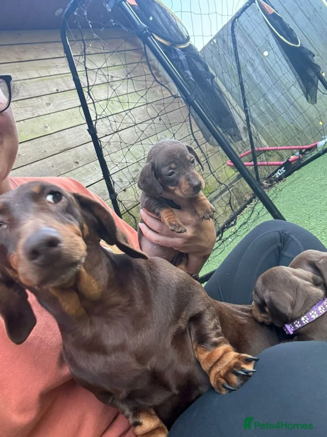 Miniature Dachshund dogs for sale: Adorable miniature dachshund litter in Hull - Advert 2