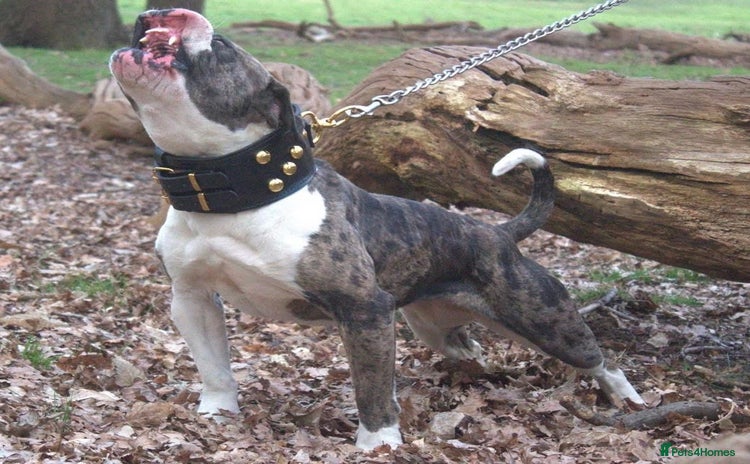 Alapaha Blue Blood Bulldog dogs - Advert 1