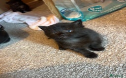 Siamese cats for sale: 3x Beautiful Siamese crossed tabby kittens  - Image 4
