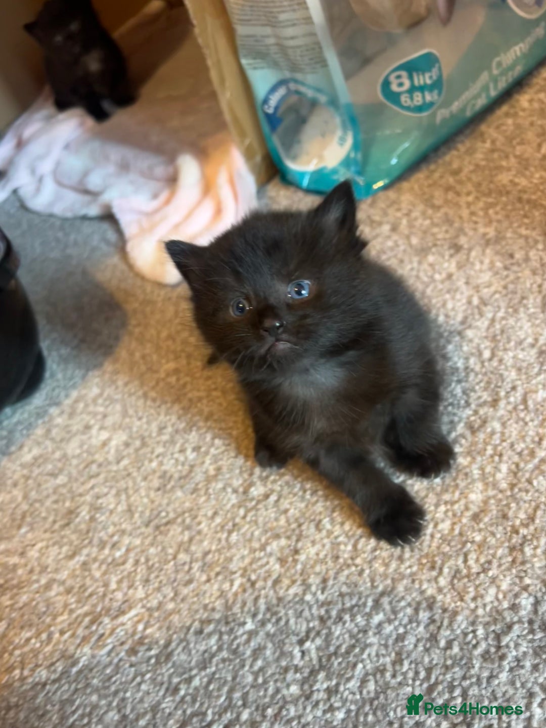 Siamese cats for sale: 3x Beautiful Siamese crossed tabby kittens  - Image 4