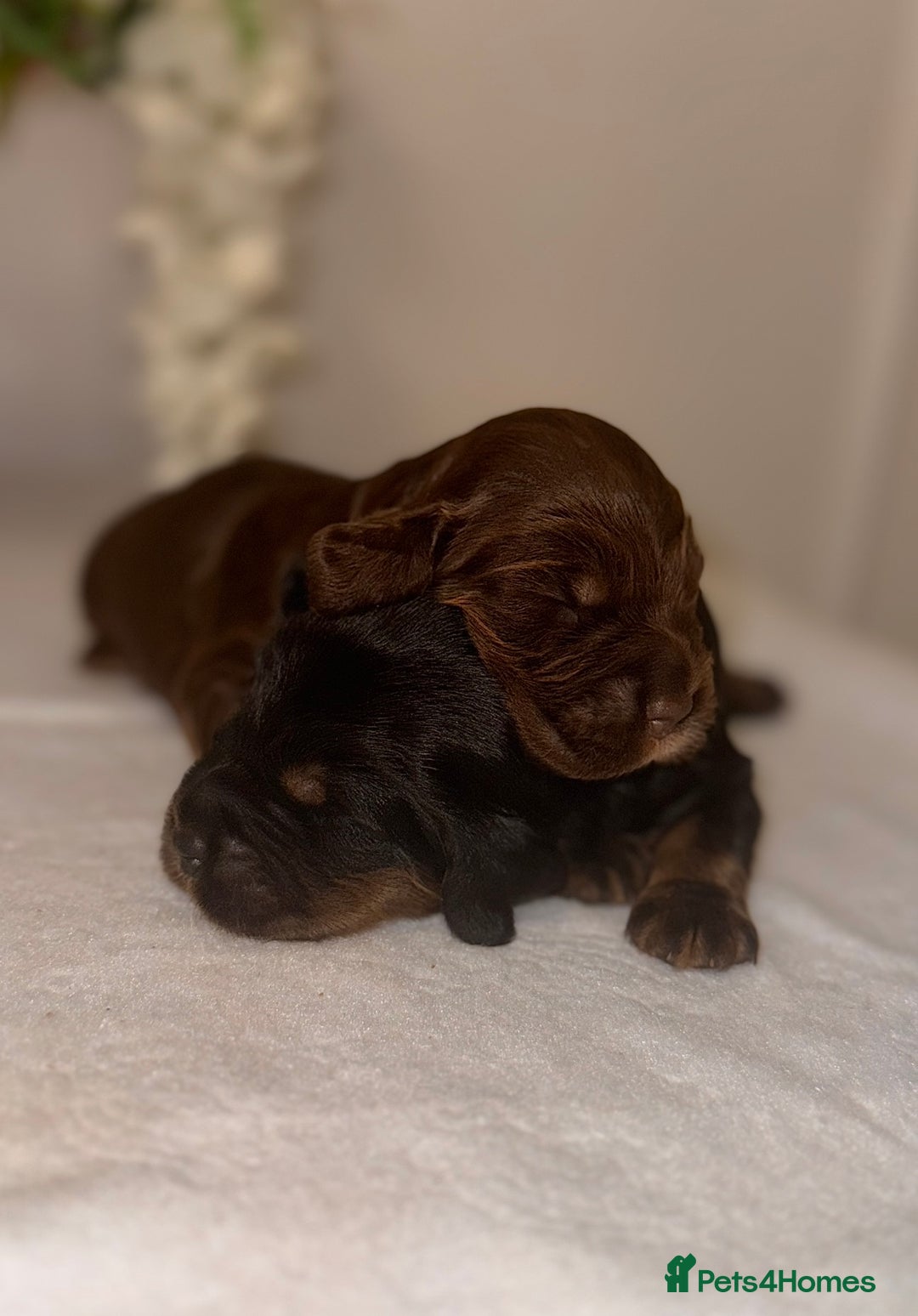 Cocker Spaniel dogs for sale: 🐶🐾beautiful show cocker spaniel puppy’s 🐶🐾 - Image 29