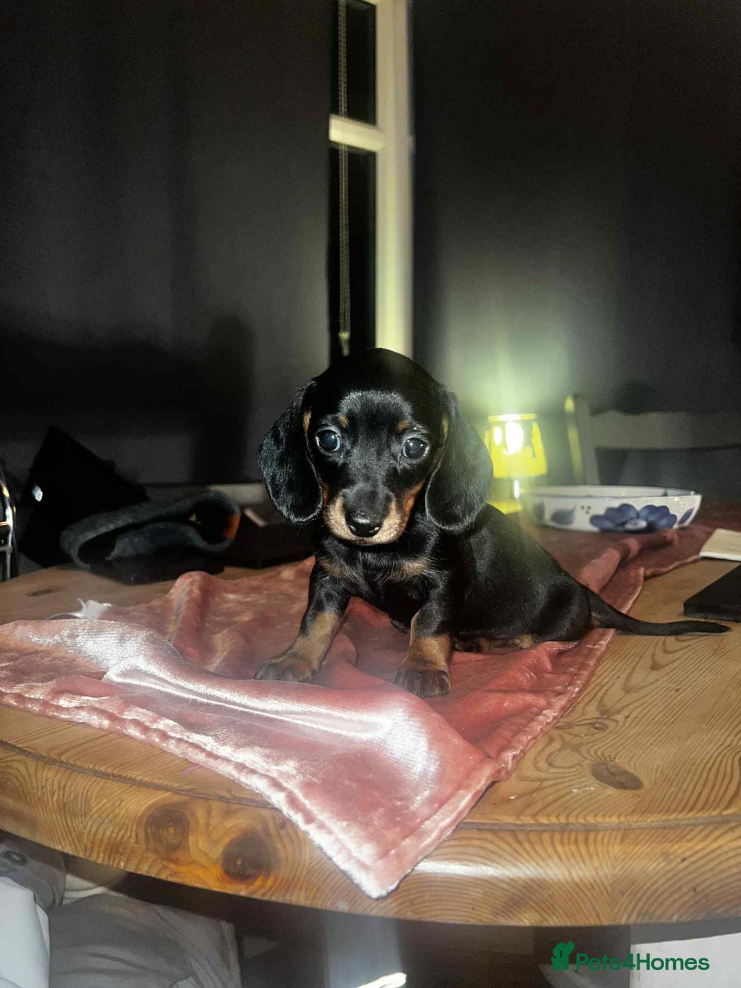 Miniature Dachshund dogs for sale: Pra hereditary clear min smooth dachshund  - Advert 8