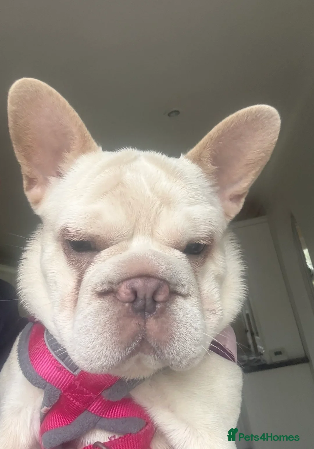 French Bulldog dogs for sale: Beautiful French Bulldog Pup Yogi Bear in Folkestone - Advert 3