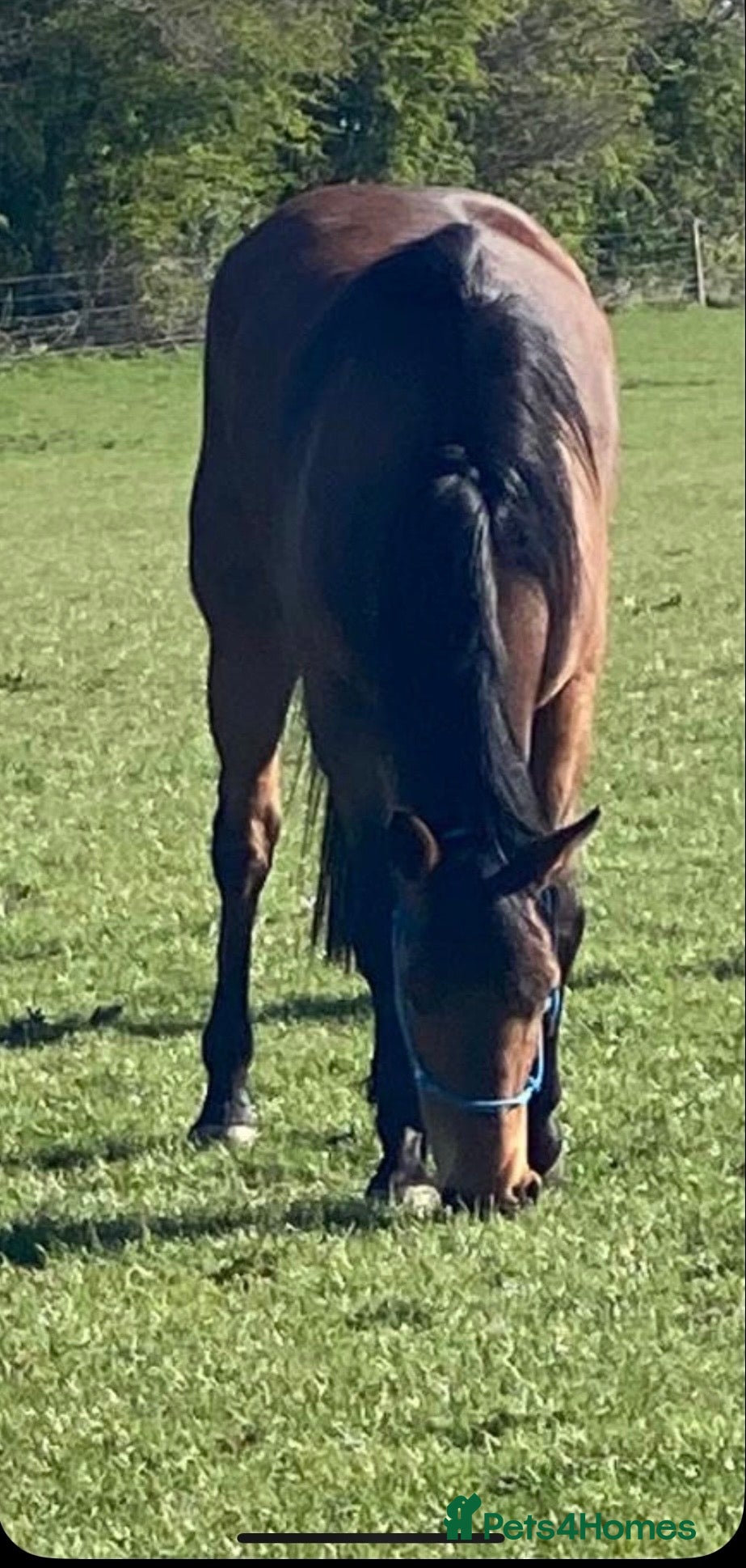 English Thoroughbred horses Thoroughbred nice boy available  - Advert 4