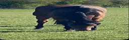 English Thoroughbred horses for sale: Thoroughbred nice boy available  - Advert 1