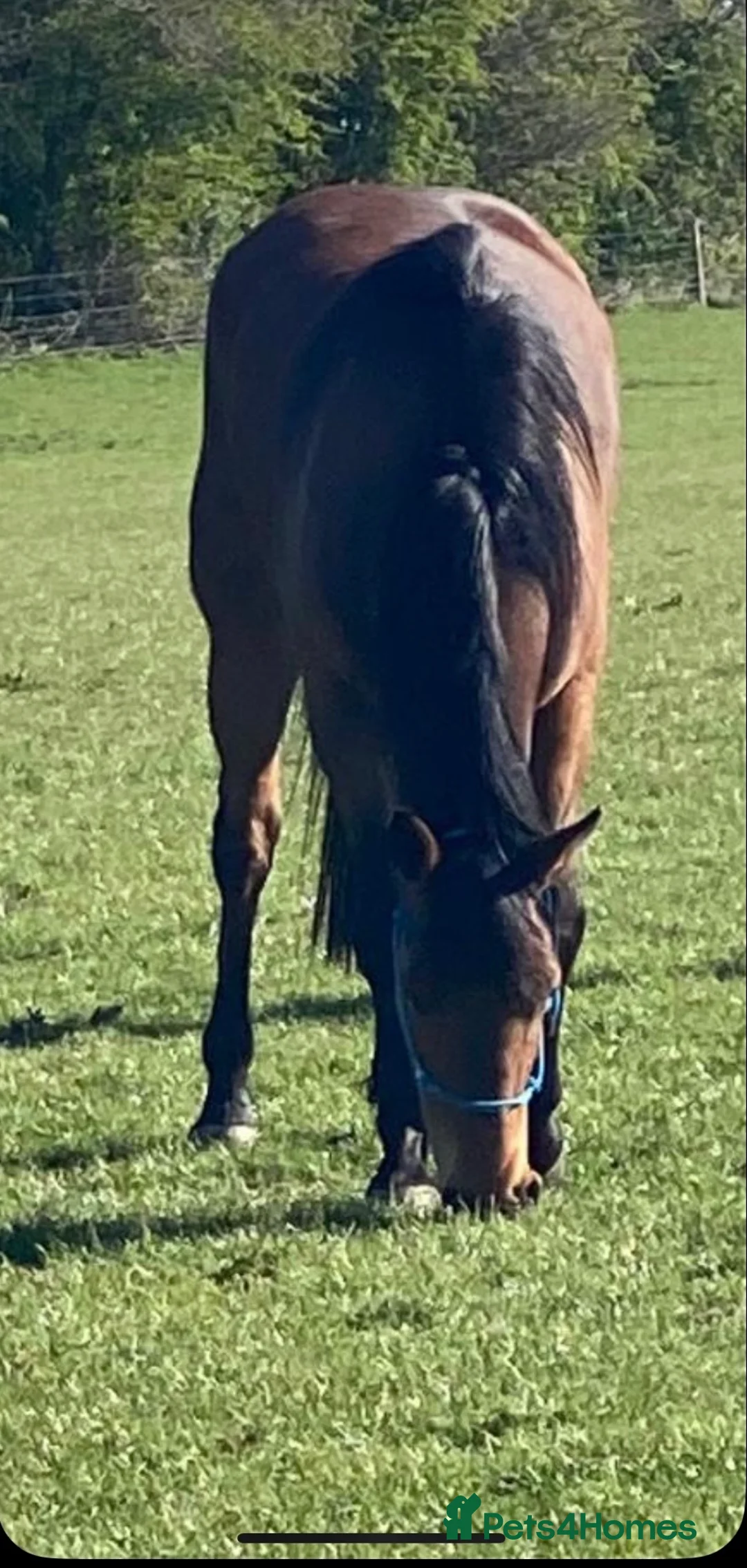 English Thoroughbred horses for sale: Thoroughbred nice boy available  - Advert 1