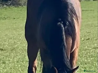 English Thoroughbred horses Thoroughbred nice boy available - Advert 3