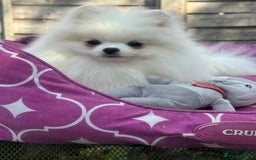 Pomeranian dogs for sale: White and Orange Pomeranian Boys in London - Image 15