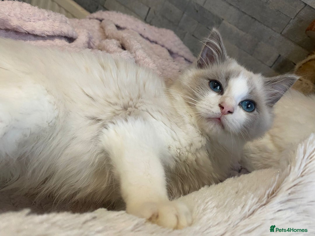 Ragdoll cats for sale: Last two siblings to go cheribim Ragdolls - Advert 4