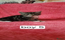 European cats for sale: Kitten  - Image 7