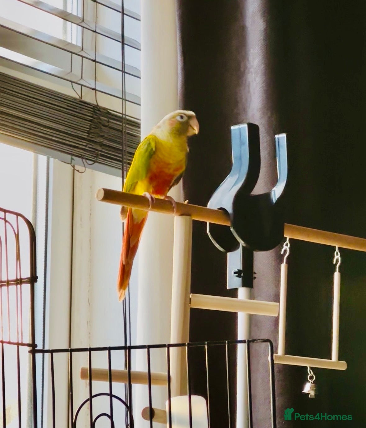 Conures birds Green Cheeked Pineapple Conure - Advert 4