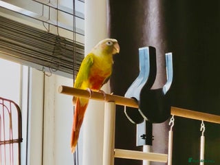 Conures birds Green Cheeked Pineapple Conure - Advert 12