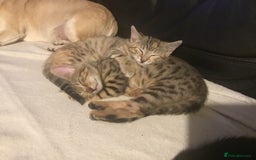 Bengal cats for sale: Cute and fluffy half Bengal kittens  - Image 3