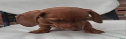 Miniature Dachshund dogs for sale: Miniature dachshund puppies  - Advert 2
