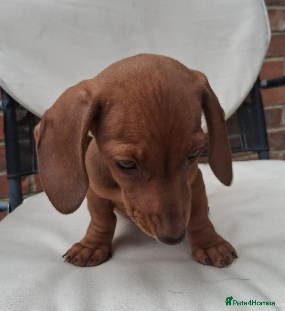 Miniature Dachshund dogs for sale: Miniature dachshund puppies  - Advert 2