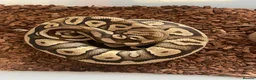 Python Snake reptiles for sale: Royal pythons for sale - Bristol - Advert 4
