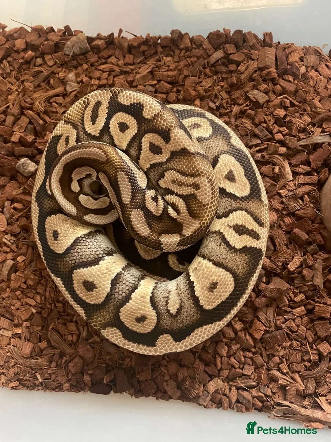 Python Snake reptiles for sale: Royal pythons for sale - Bristol - Advert 2