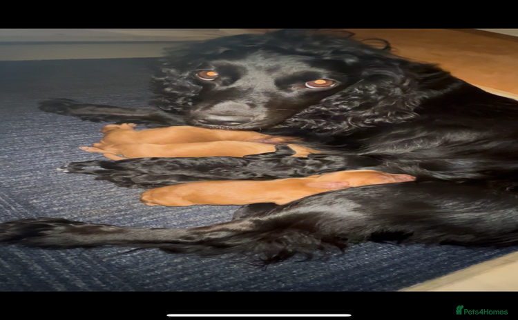 Cocker Spaniel dogs - Advert 1