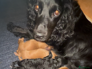 Cocker Spaniel dogs - Advert 2