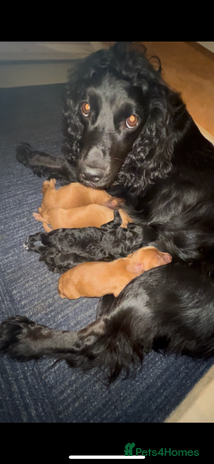 Cocker Spaniel dogs - Advert 1