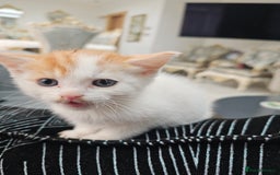 Russian Blue cats for sale: Lovley Russian white/Persian  - Advert 26