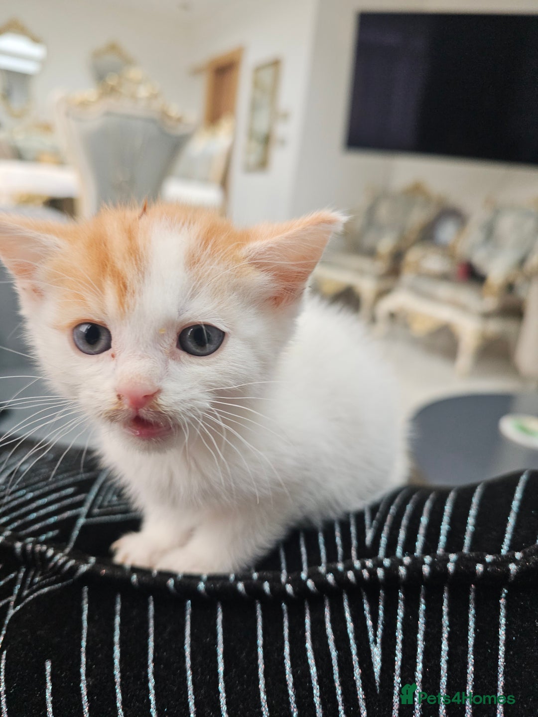 Russian Blue cats for sale: Lovley Russian white/Persian  - Advert 26