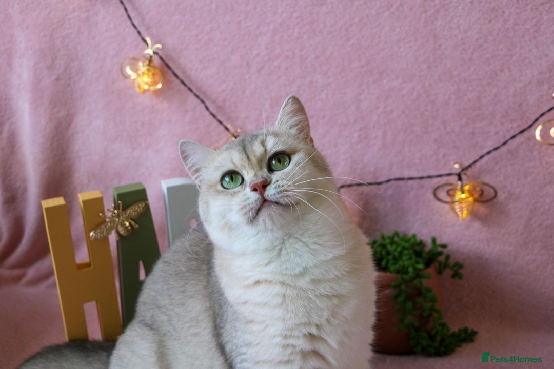 British Shorthair cats for sale: ❤️ British shorthair kittens  - Advert 16