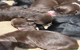 Cockapoo dogs for sale: Miniature f1 Cockapoos puppies - Advert 21