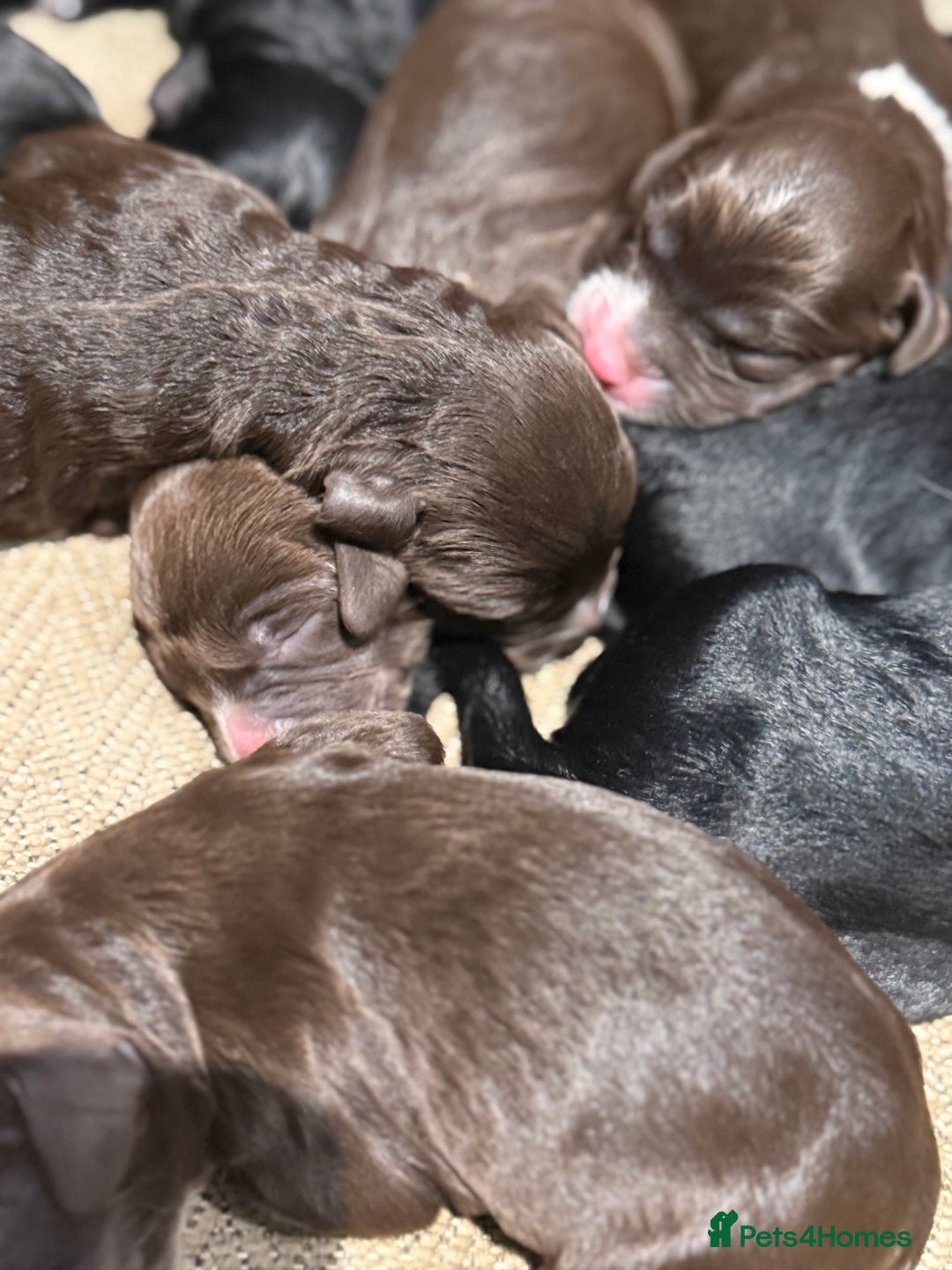 Cockapoo dogs for sale: Miniature f1 Cockapoos puppies - Advert 21