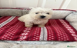 West Highland Terrier dogs for sale: Beautiful West highland terrier puppies  - Image 2