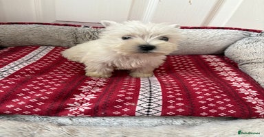 West Highland Terrier dogs - Advert 3