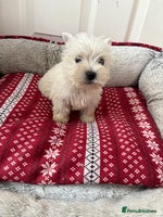 West Highland Terrier dogs - Advert 2