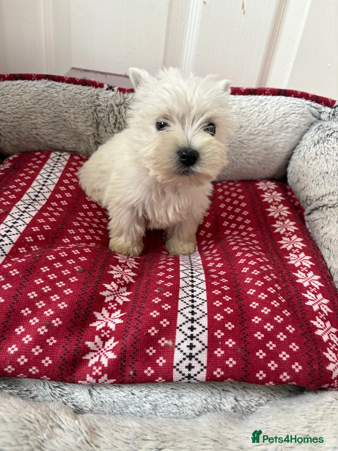 West Highland Terrier dogs for sale: Beautiful West highland terrier puppies  - Advert 9