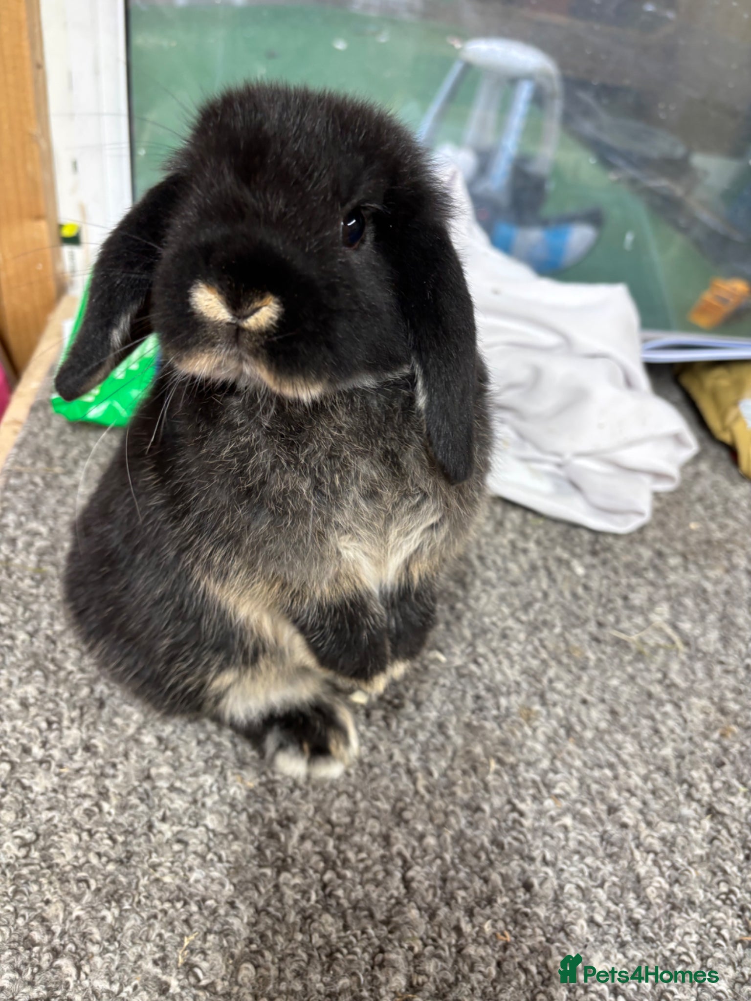 Mini Lop rabbits BRC rung and Vaccianted Minilop baby  - Advert 19