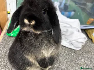 Mini Lop rabbits BRC rung and Vaccianted Minilop baby - Advert 19